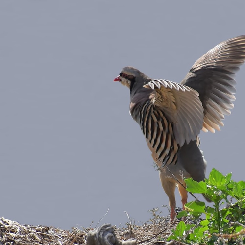 Gaat wielrensport boven zeldzame steenpatrijs?