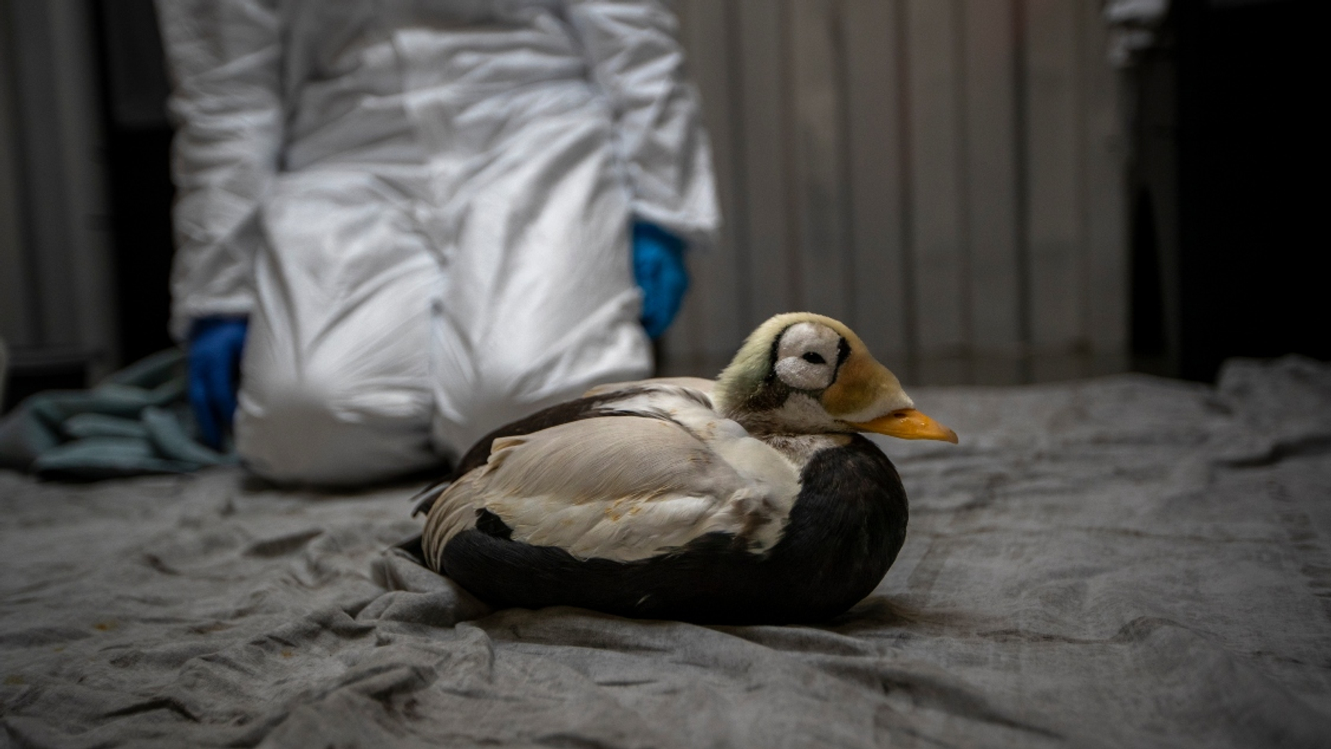 brileider in opvang 2 (1)