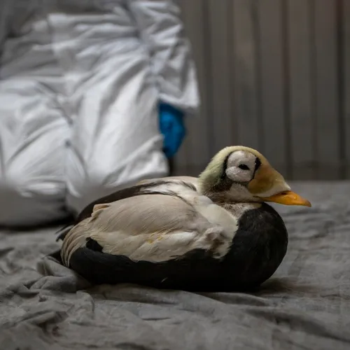 Afbeelding van Ecomare: zeldzame brileider overleden aan worminfectie