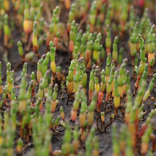 Zeeland verkort periode van traditioneel zeegroenten snijden
