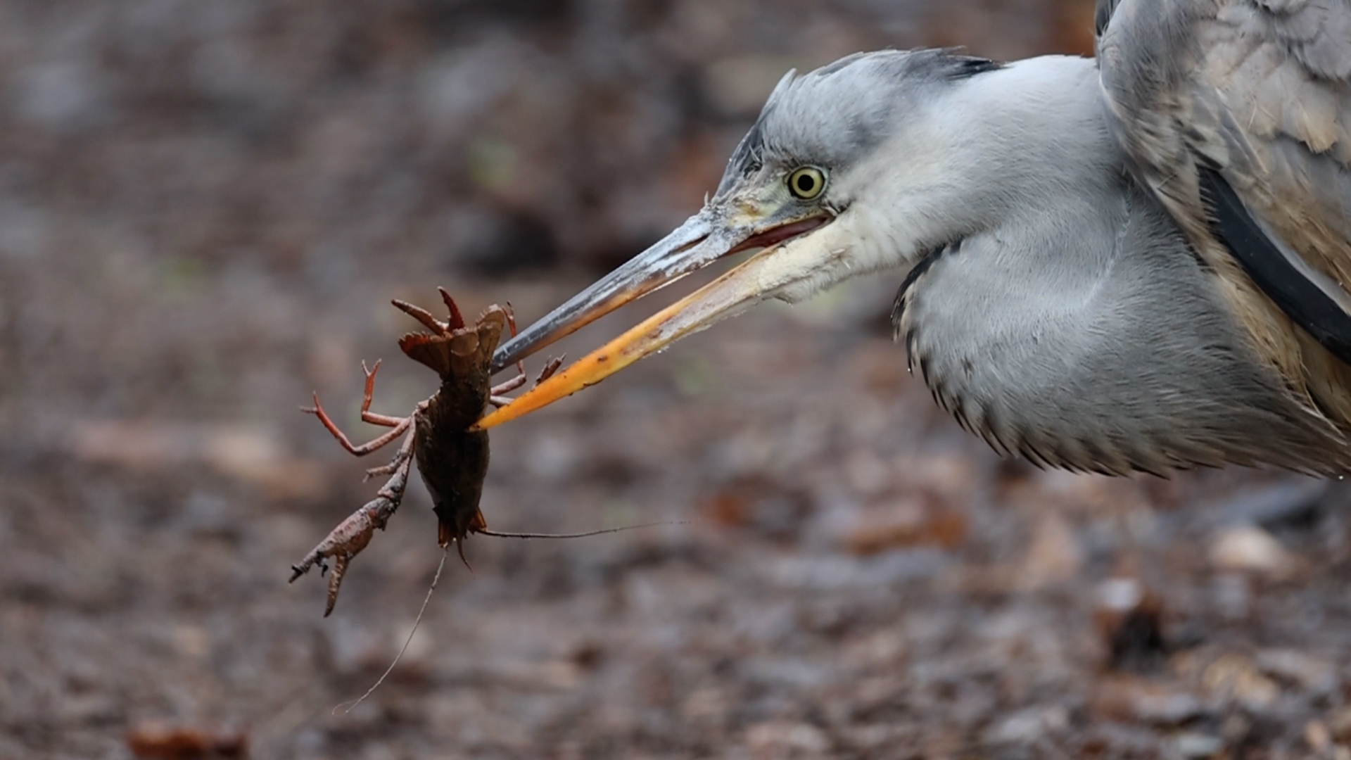 Blauwe reiger met rivierkreeft