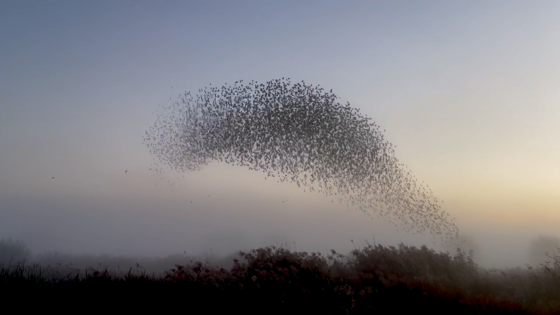 Emmy bewondert twee keer per dag ‘haar’ spreeuwen + filmpje