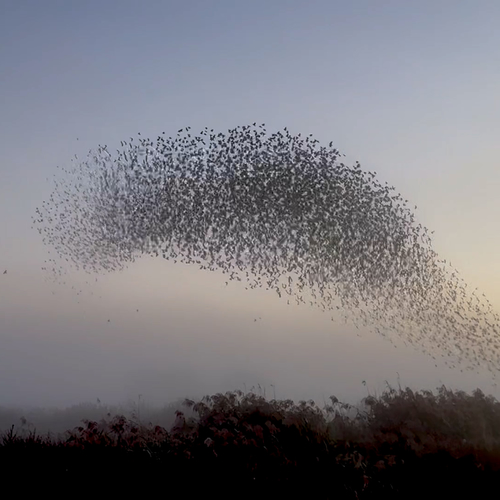 Emmy bewondert twee keer per dag ‘haar’ spreeuwen + filmpje