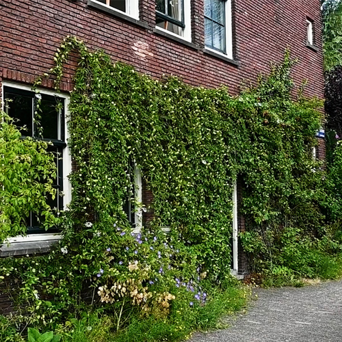 Afbeelding van Ook kleine geveltuintjes maken een groot verschil + filmpje
