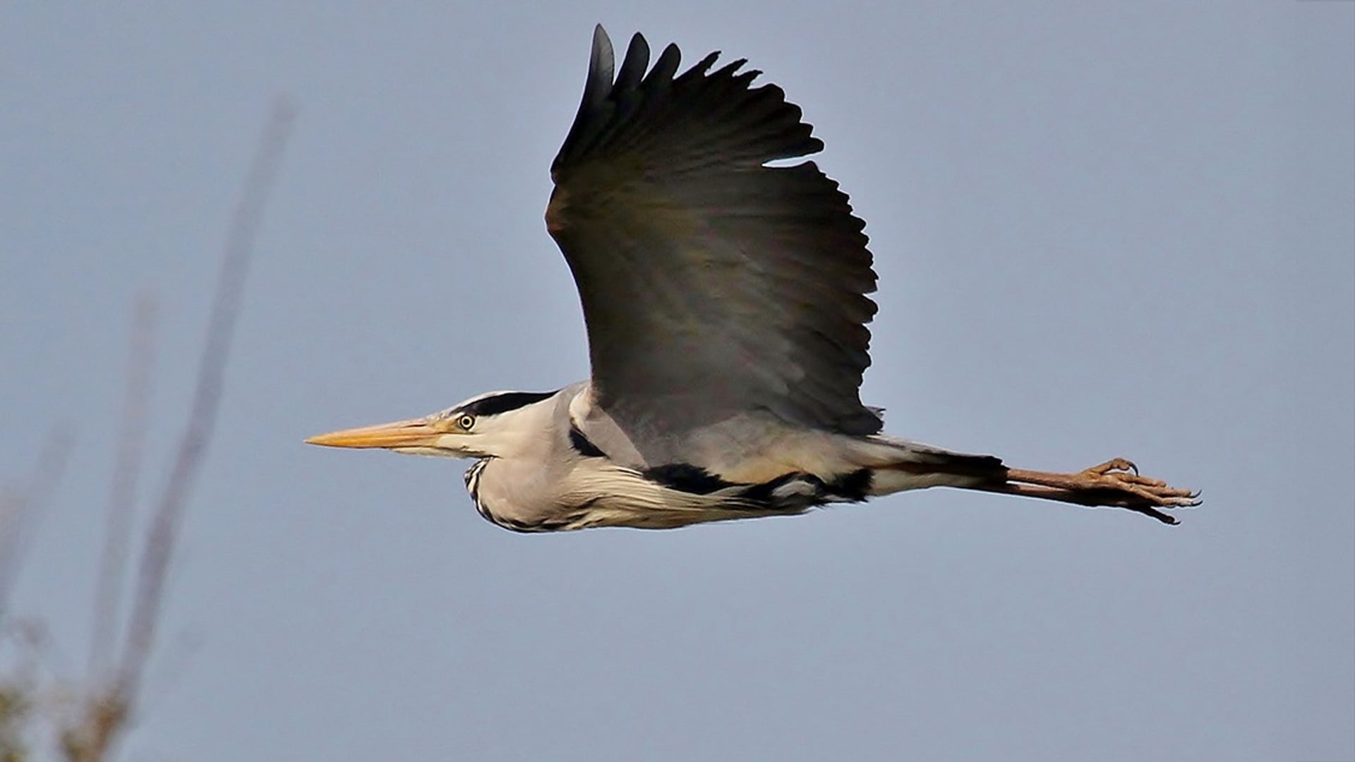 blauwe-reiger