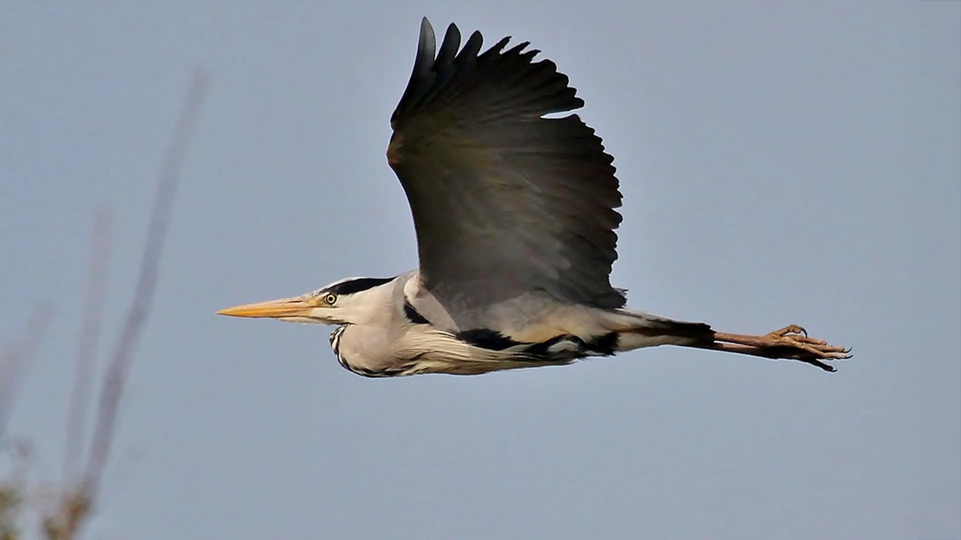 blauwe-reiger