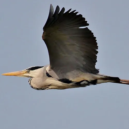 Afbeelding van Blauwe reigers, VN natuurjongeren, en alle overige onderwerpen