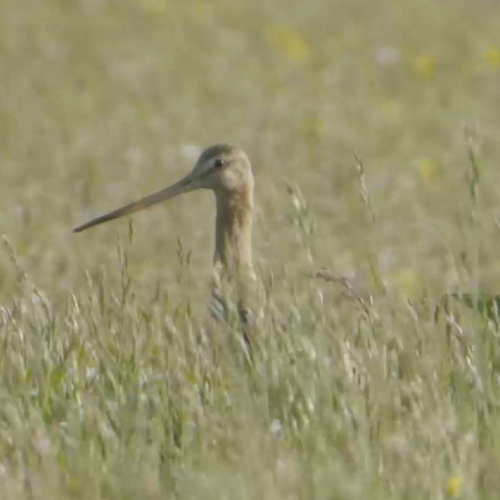 Afbeelding van Oude rivierloop van het Oer-IJ trekt weidevogels aan