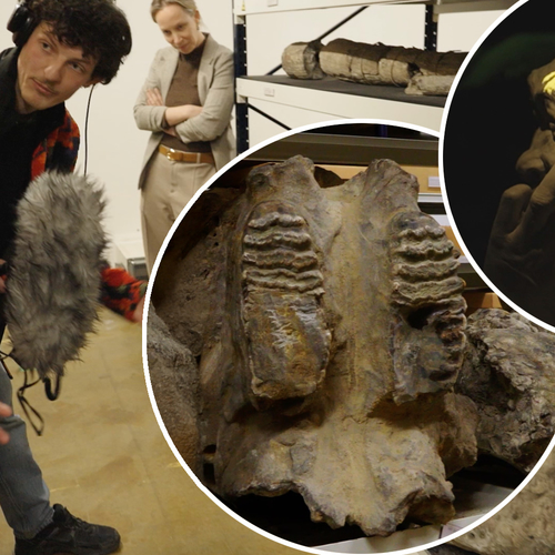 Afbeelding van Naturalis geeft zo'n dertigduizend fossielen terug aan Indonesië + filmpje