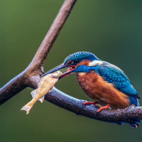 Vogelgriep, ijsvogel, nachtvorst en alle overige onderwerpen