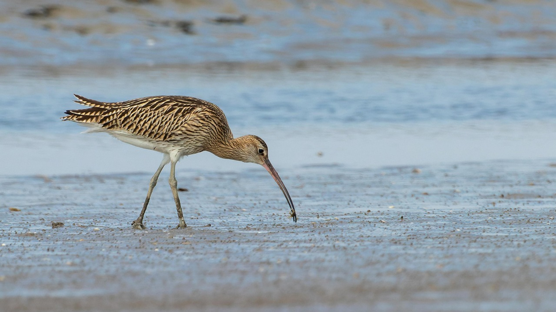 Wadvogeltelling op Ameland, Hounspolder en overige onderwerpen