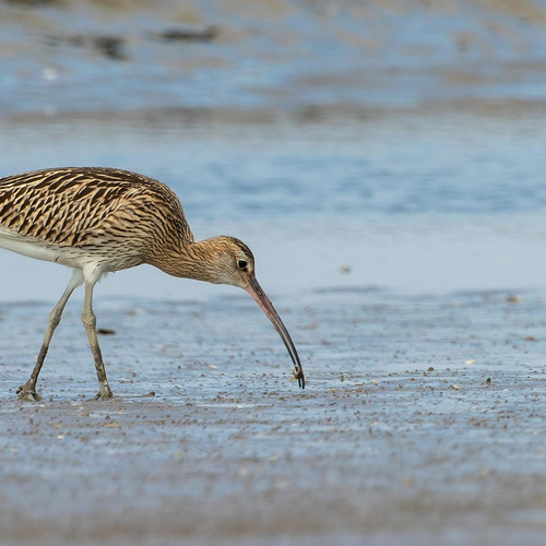 Afbeelding van Wadvogeltelling op Ameland, Hounspolder en overige onderwerpen