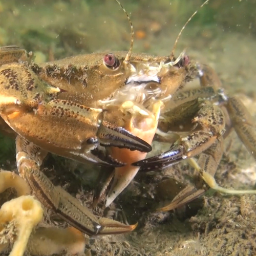 Afbeelding van Fluwelen zwemkrab smult van krabbenpoot