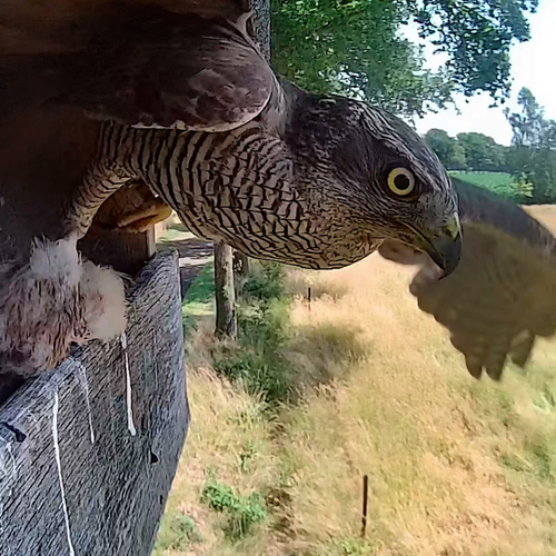 Afbeelding van Havik rooft jonge torenvalken uit het nest