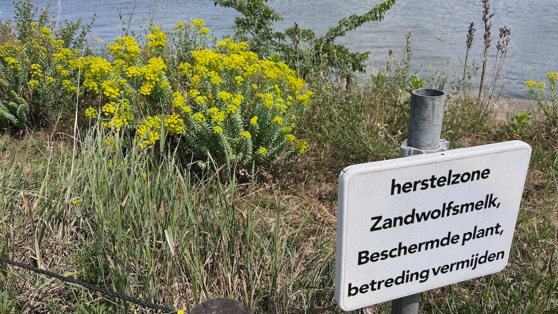 Zandwolfsmelk