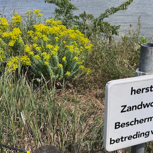Zeldzame zandwolfsmelk floreert in hartje Amsterdam