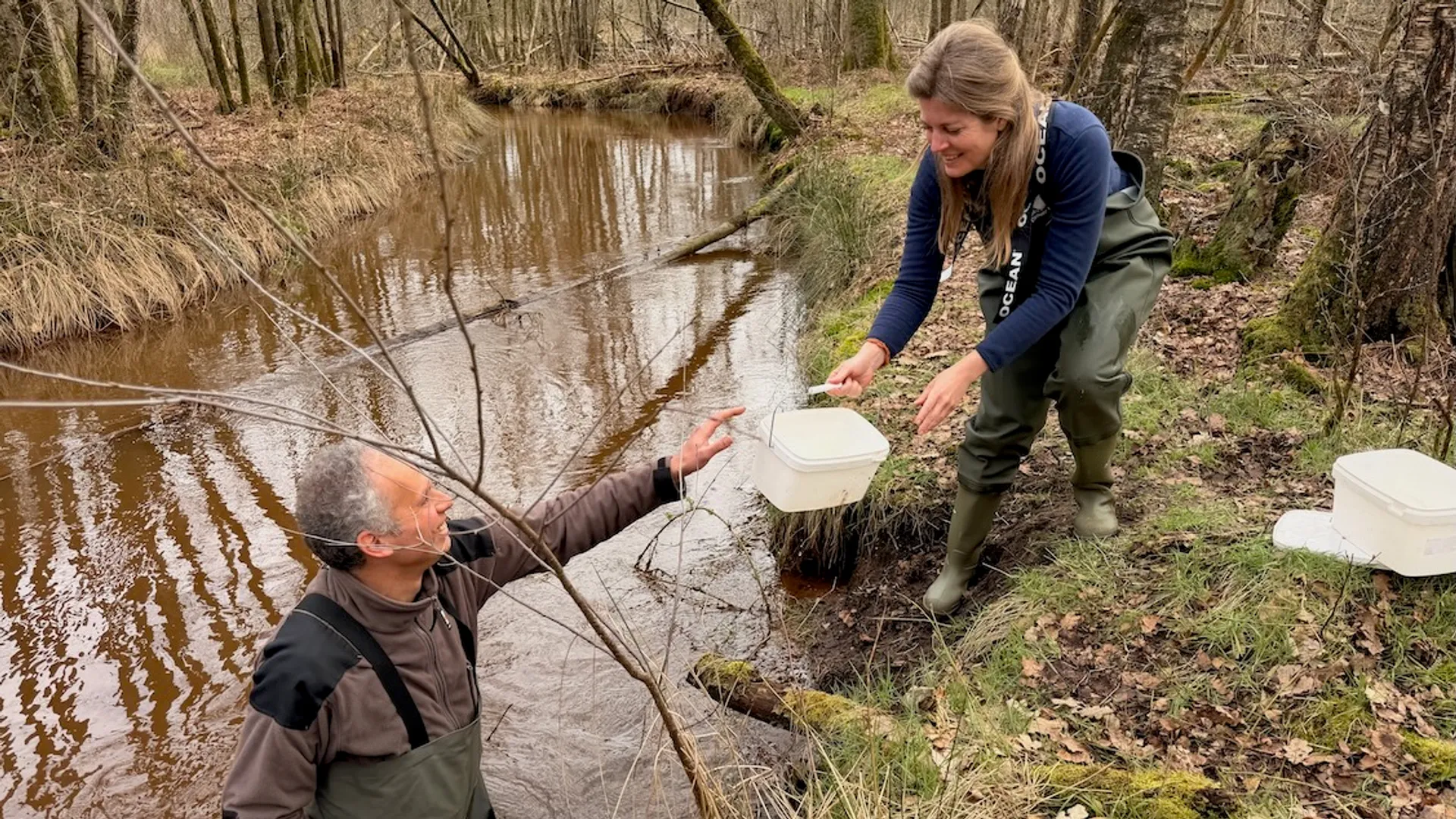 Herintroductie van de beeksteenvlieg in Brabantse beek