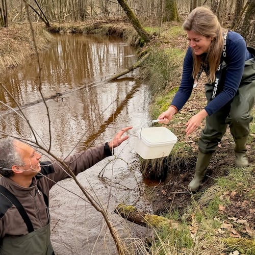 Afbeelding van Herintroductie van de beeksteenvlieg in Brabantse beek