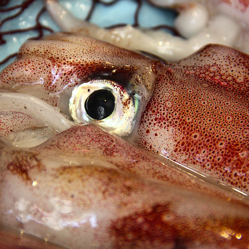 Afkomst van inktvisproducten vaak niet traceerbaar