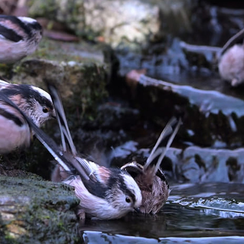 Afbeelding van Staartmezen gaan gezellig samen op pad