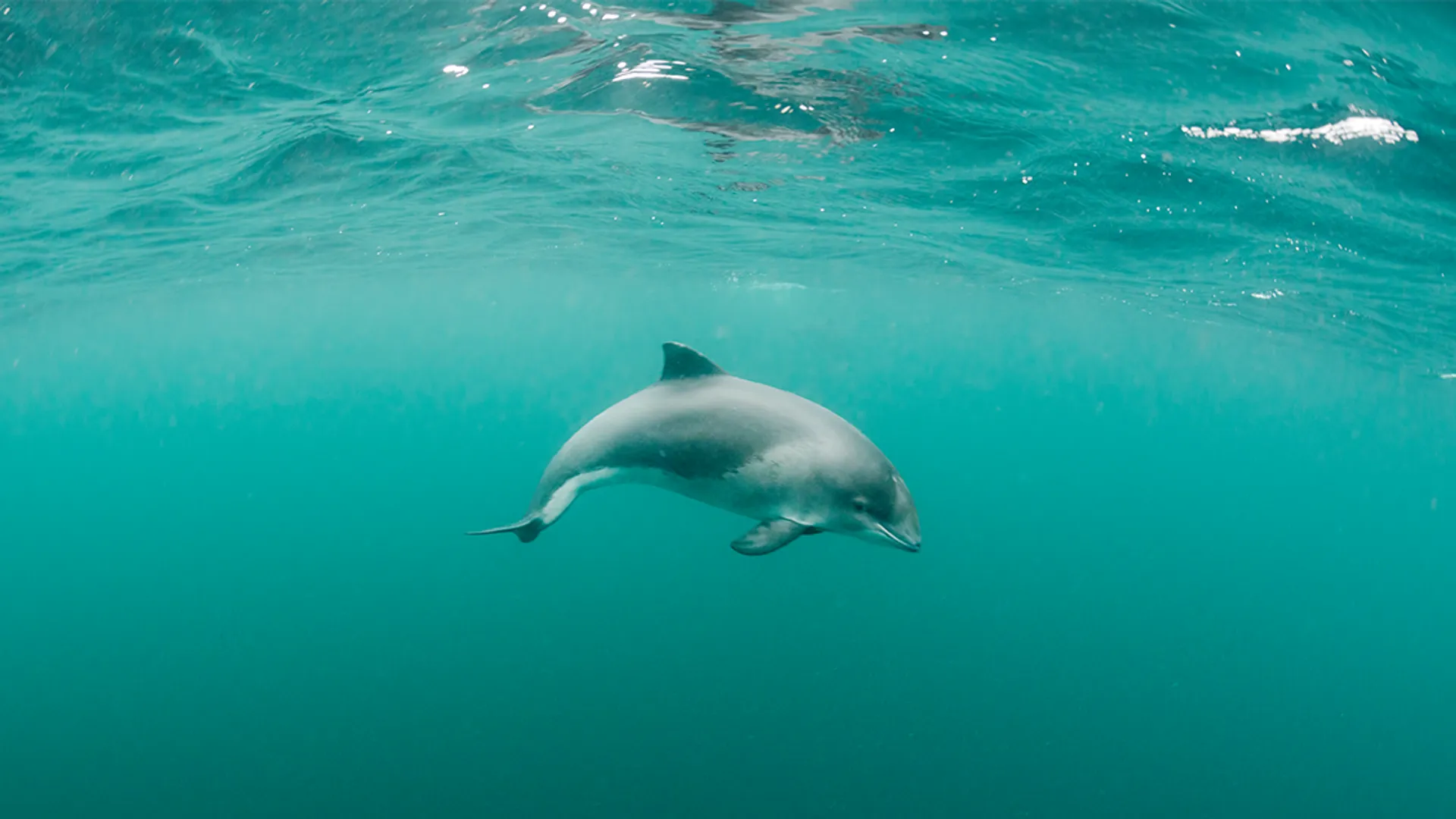 Bruinvis onder water