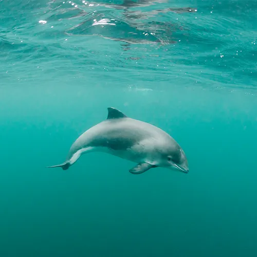 De bruinvis: de Nederlandse walvis in de Noordzee