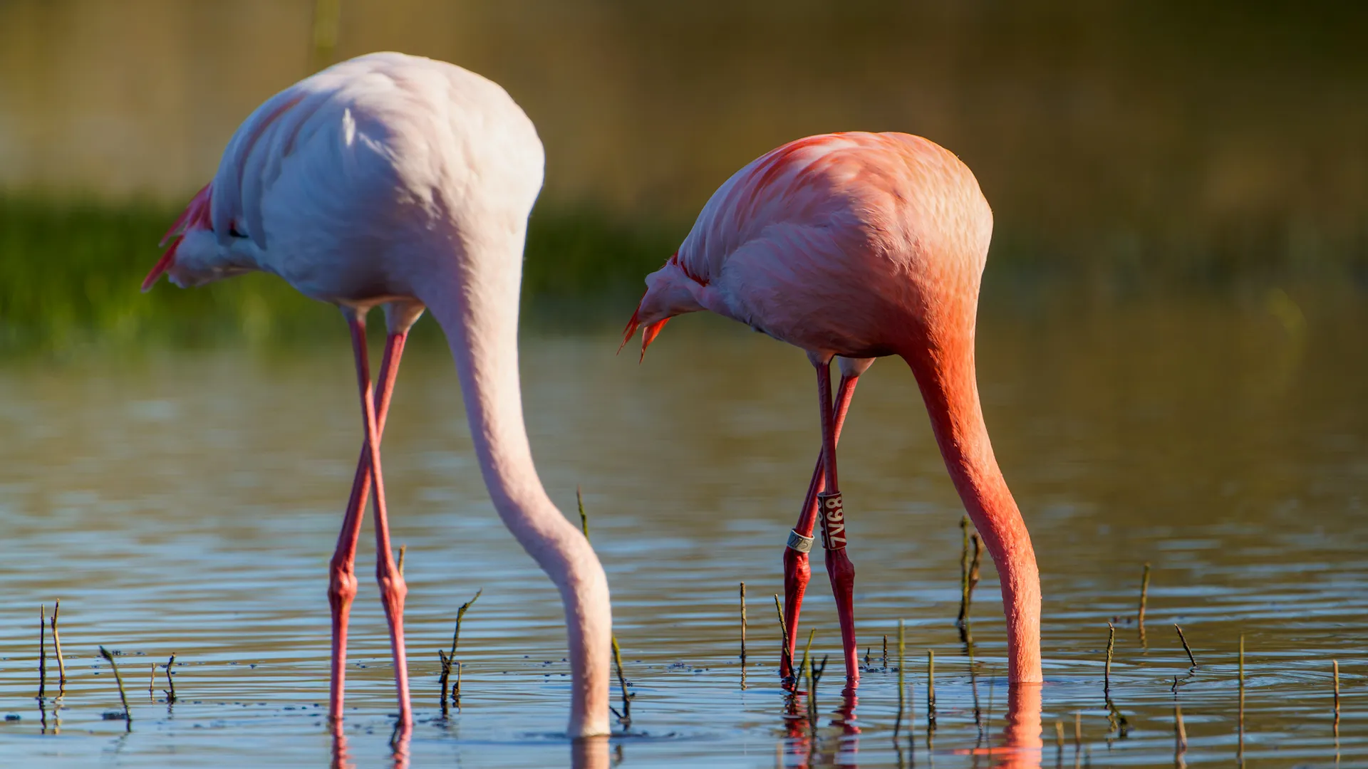 Flamingo Zwillbrocker Venn