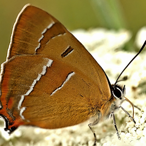 Afbeelding van Sleedoornpage, fossiele mosdieren, Breek met BlackRock en alle overige onderwerpen