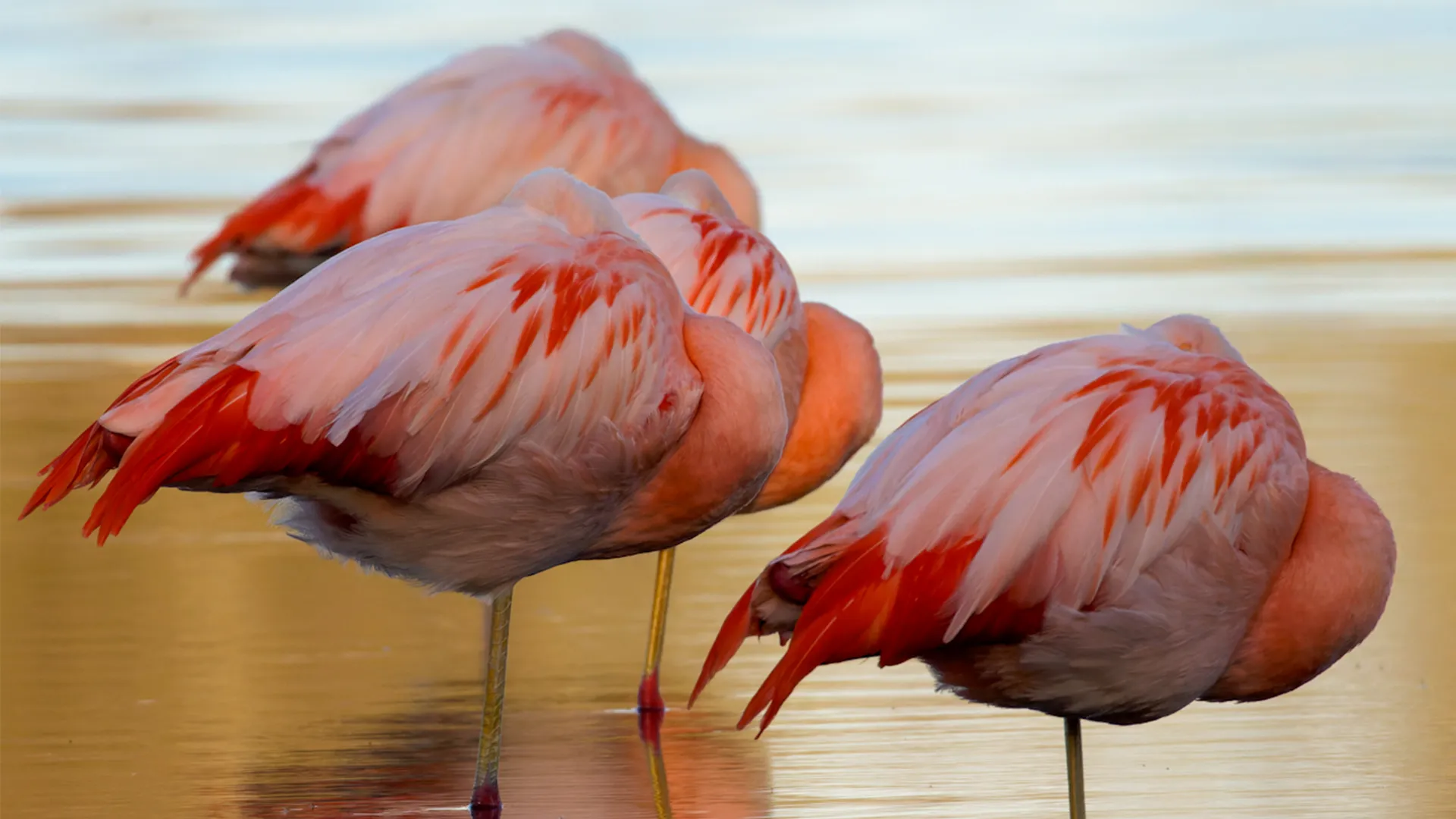Flamingo Zwillbrocker Venn