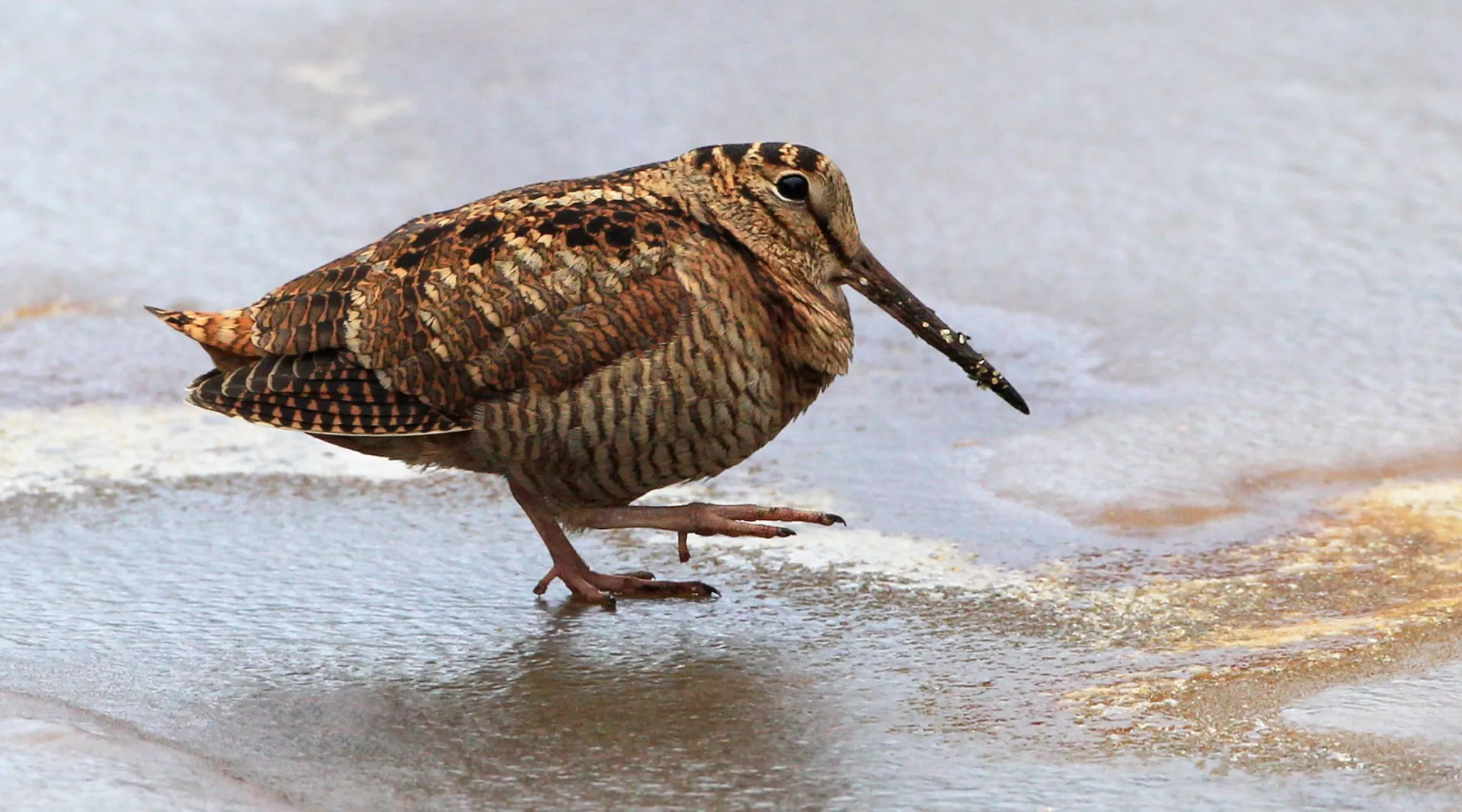 houtsnip_5a9b0f6f8cacf_large