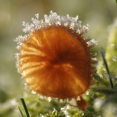 Paddenstoelen trotseren de vorst