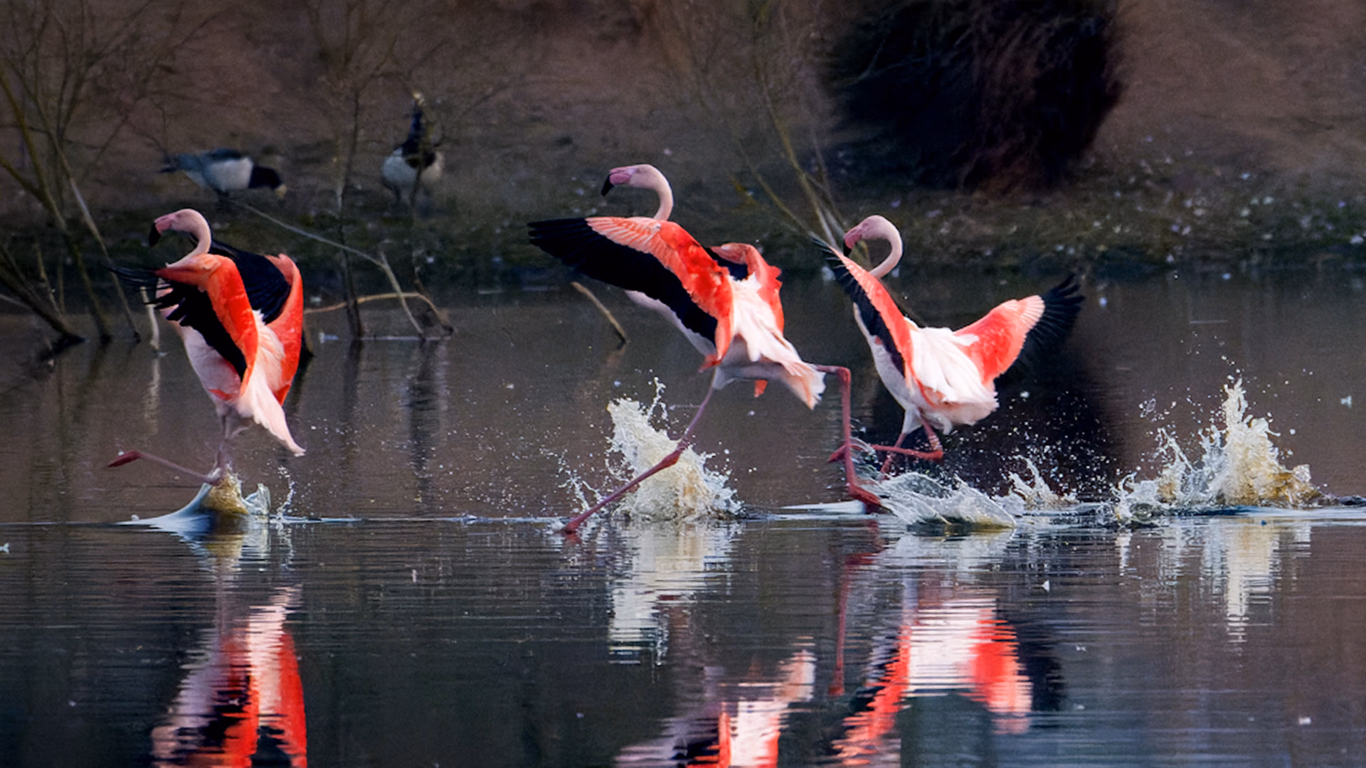 Flamingo Zwillbrocker Venn