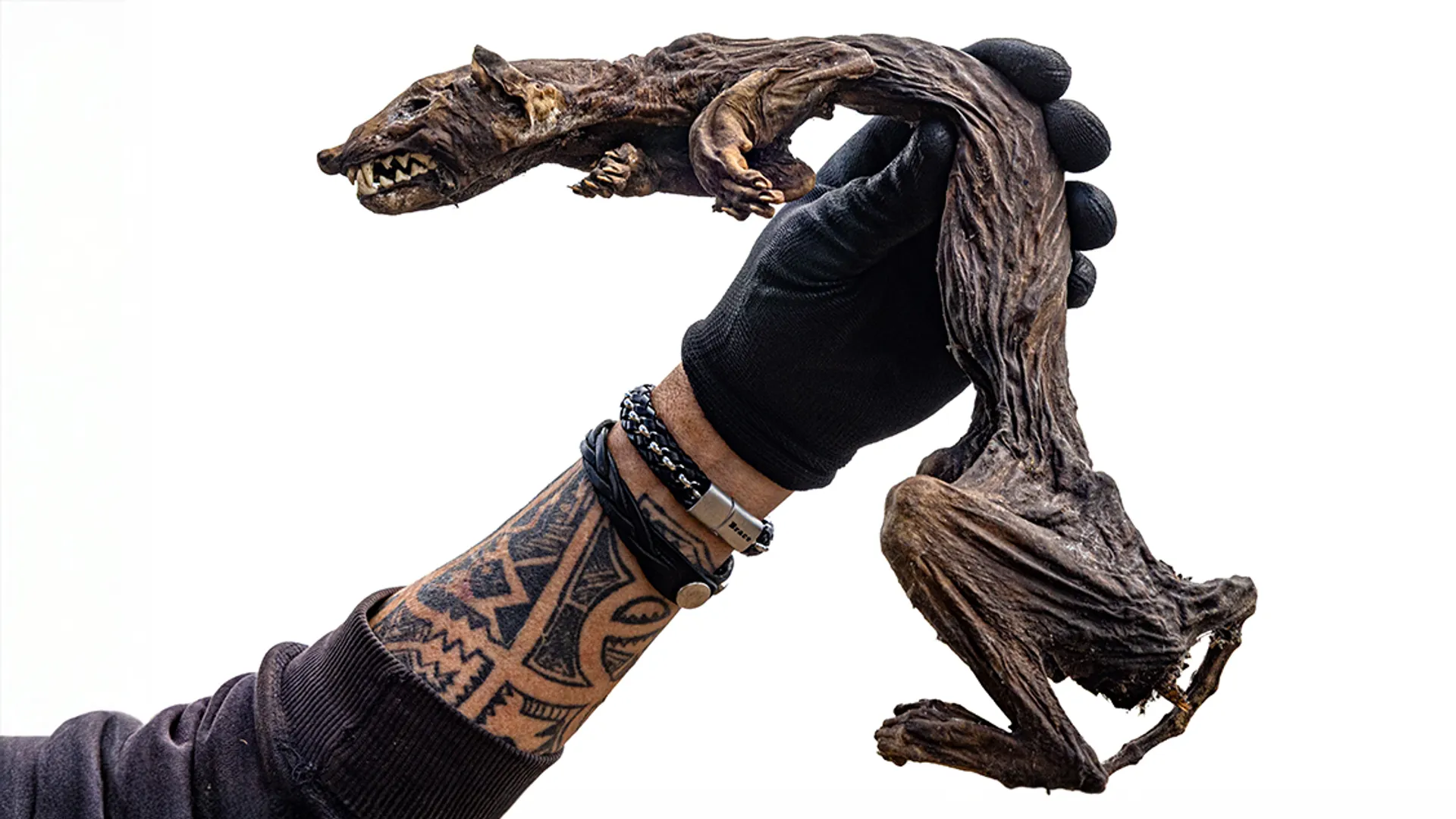 Verdroogde steenmarter