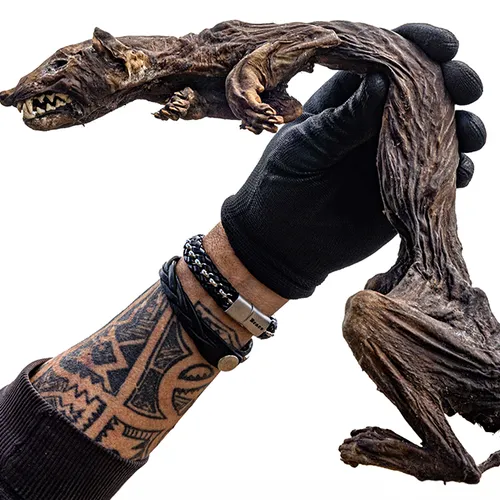 Afbeelding van Dierenmummies van eigen bodem