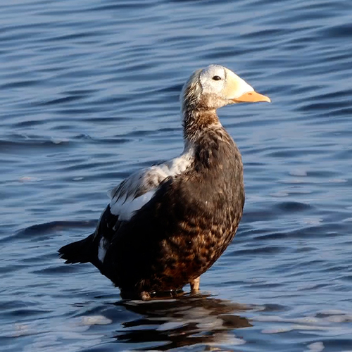 Zeldzame brileider in de rui poetst de veren