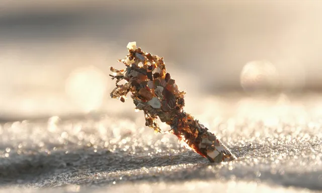 Afbeelding van Radio | 2 november 2025 | Schelpkokerwormen, meteorietinslag en gratis bomen