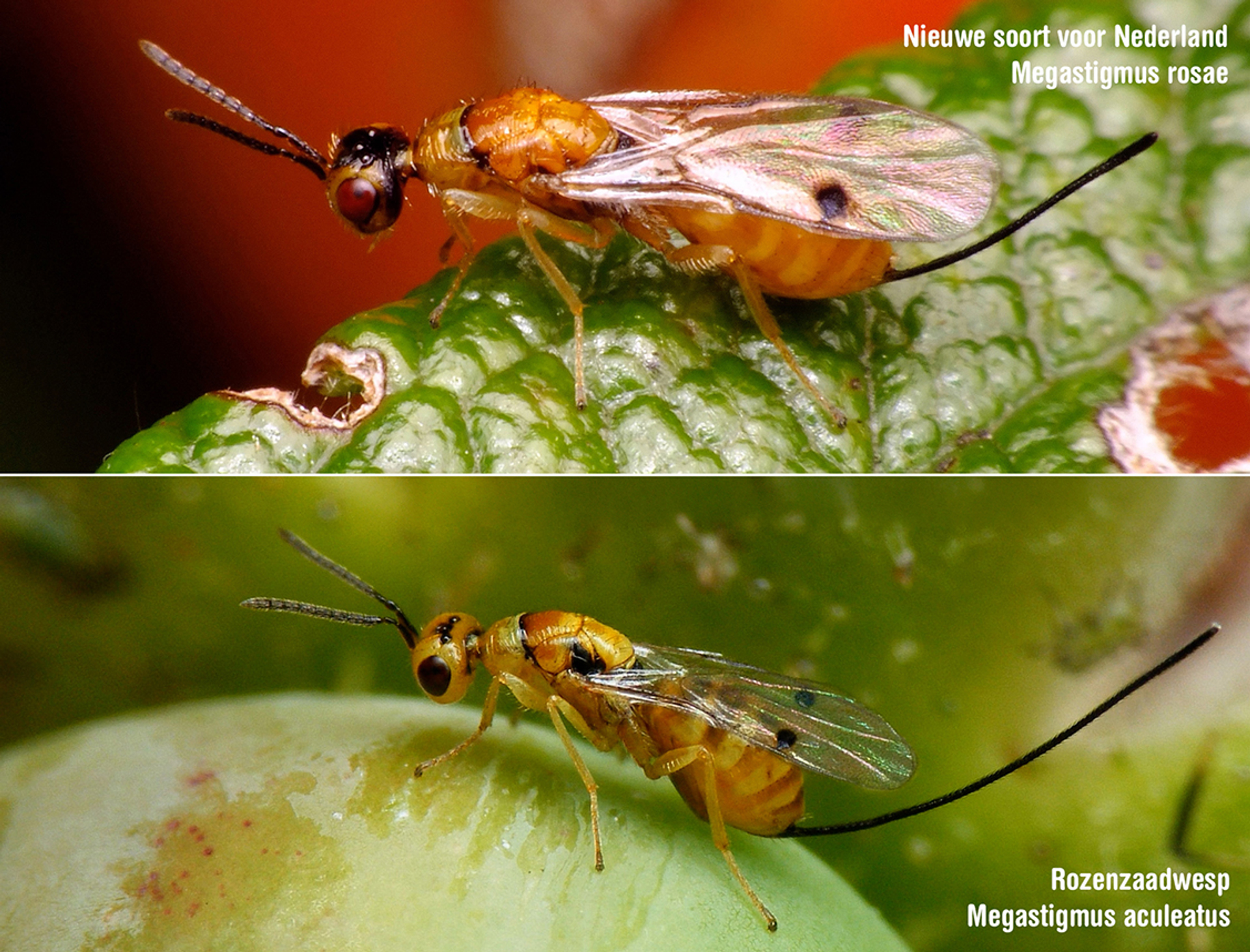 Megastigmus rosae (boven) en Megastigmus aculeatus (onder)