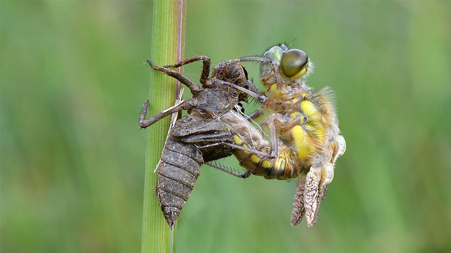 Uitsluipende libelle