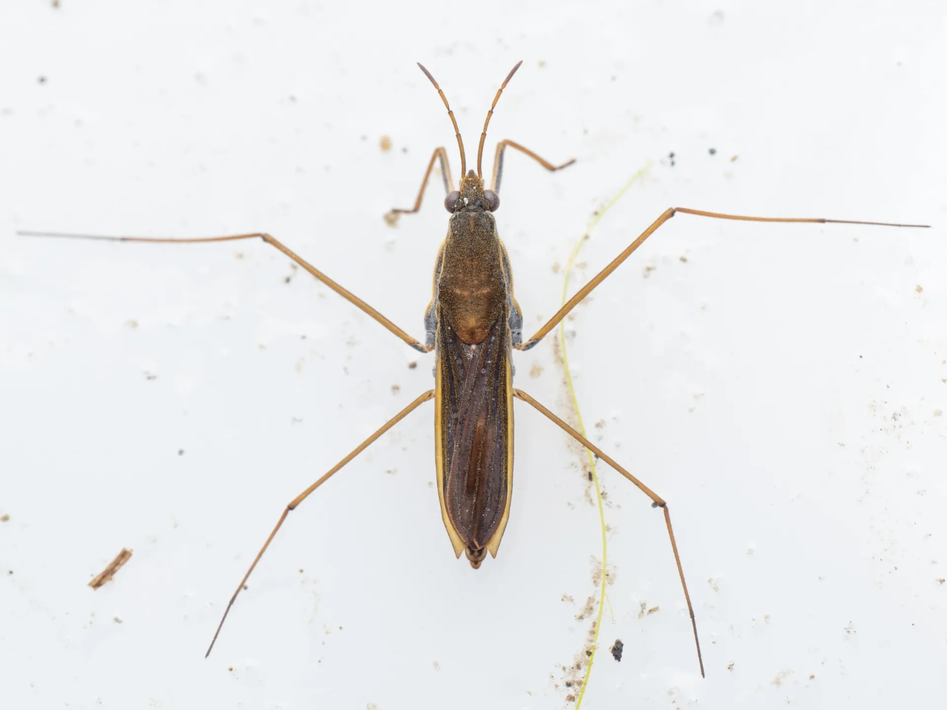 Bruine schaatsenrijder