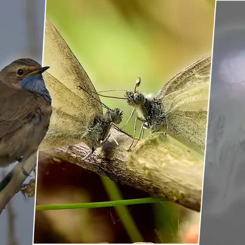 Afbeelding van Baltsende boswitjes, blauwe haarkwal en zandhagedissen