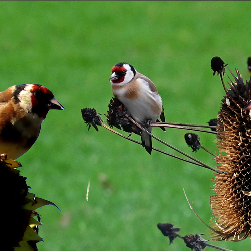 Afbeelding van Putters smullen van de laatste zaden in de tuin