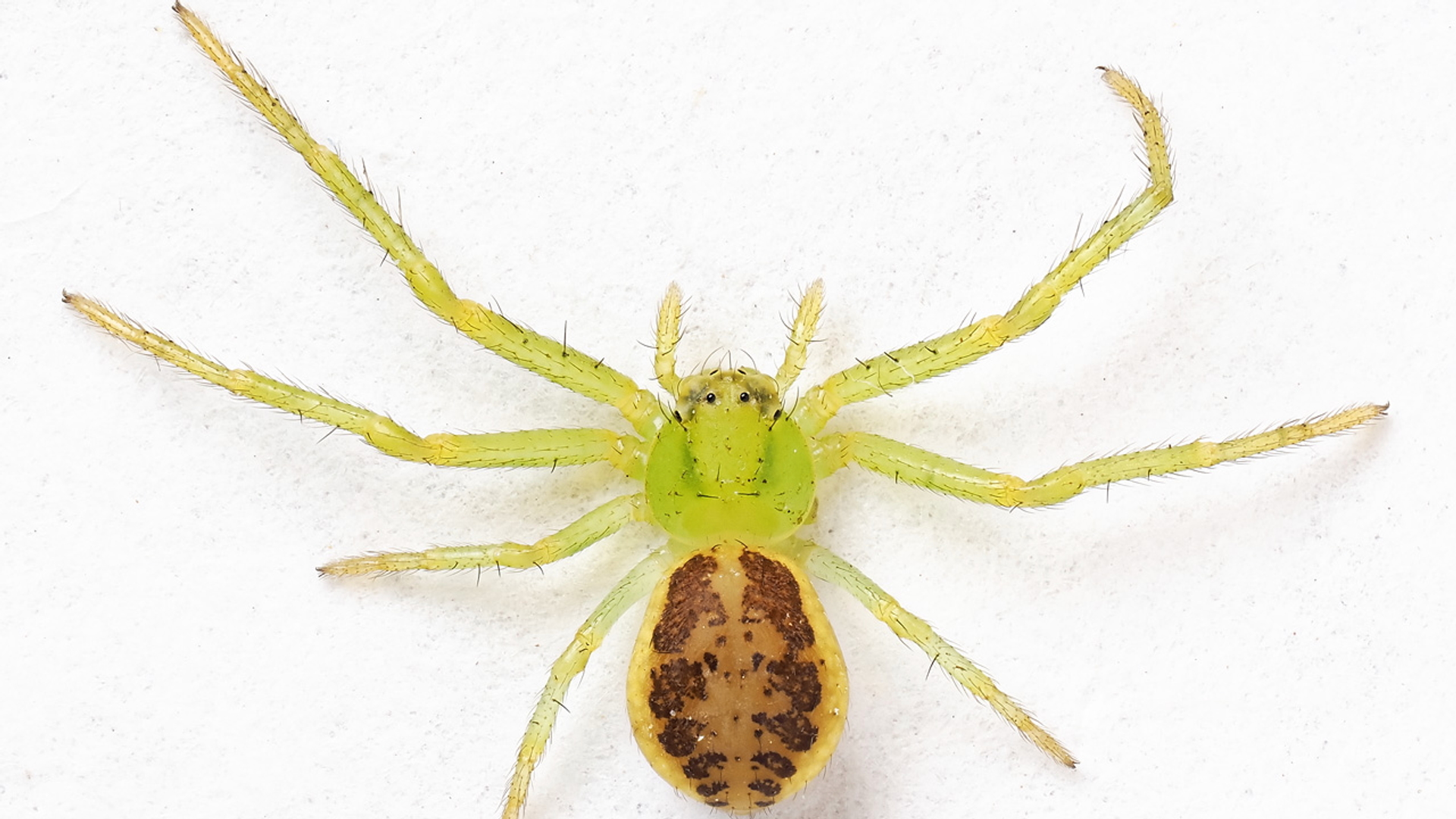 Groene krabspin (Diaea dorsata) (foto Peter Koomen)