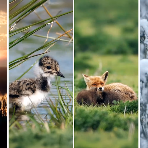 Afbeelding van 'Vroege Vogels TV' trapt af met ode aan Nederlandse natuur en natuurfilmers