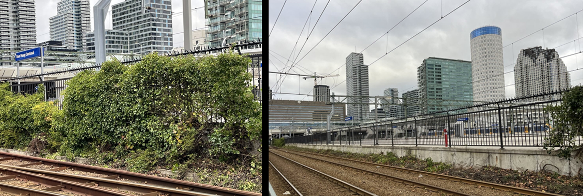 Vernietigde heg Den Haag