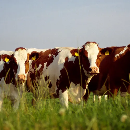 Afbeelding van 'Onze taal is dieronvriendelijk en gewelddadig': hoe kan dat beter?