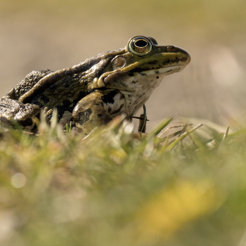 Exotische meerkikkers rukken op in Nederland