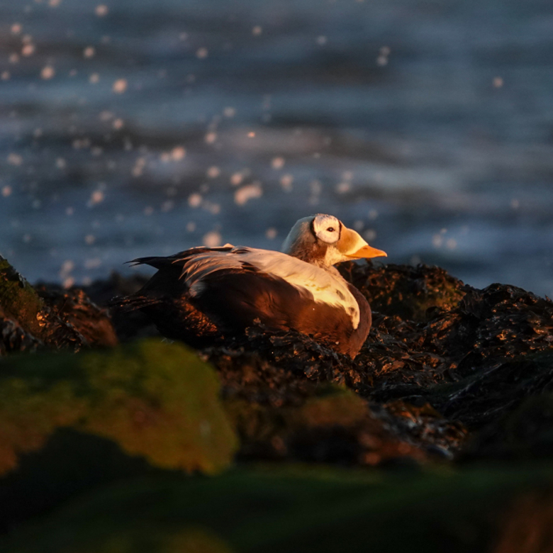Afbeelding van Radio | 28 december 2025 | Natuur-tiktoks vanuit de sloot, Burgerberaad Klimaat en beste reportages