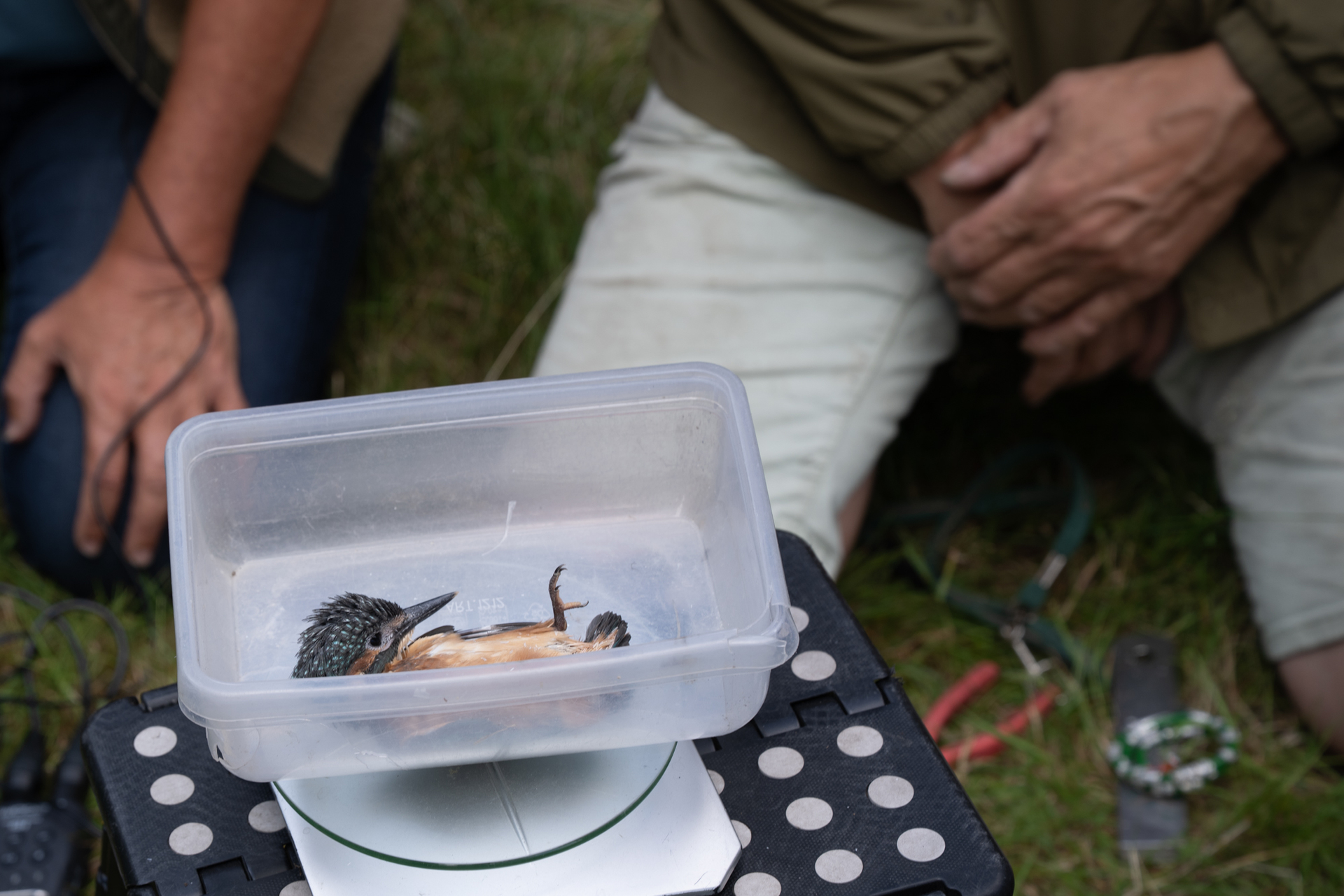 Jonge ijsvogels worden gewogen