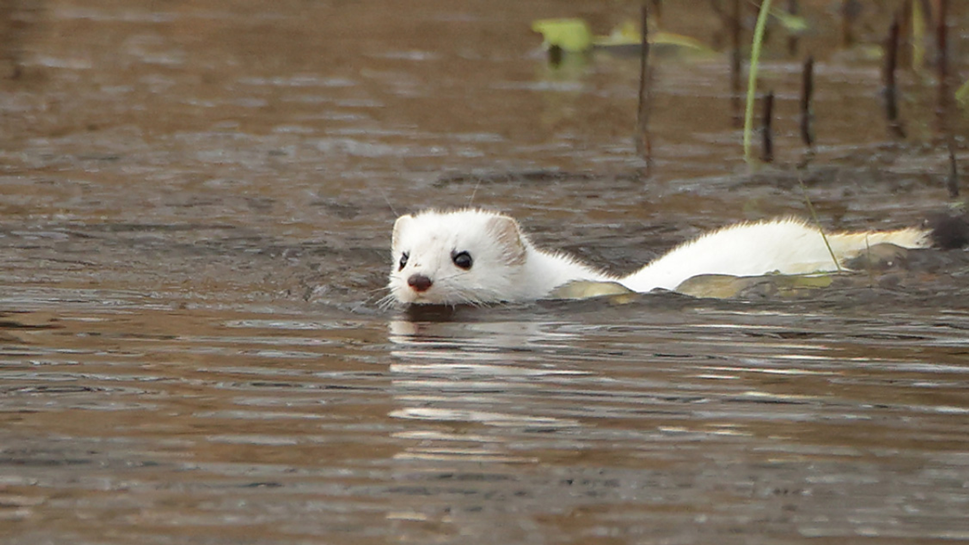 zwemmende witte hermelijn