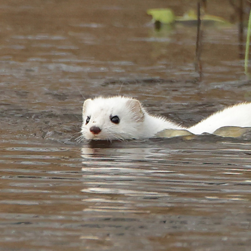 Tien dieren waarvan je niet wist dat ze kunnen zwemmen